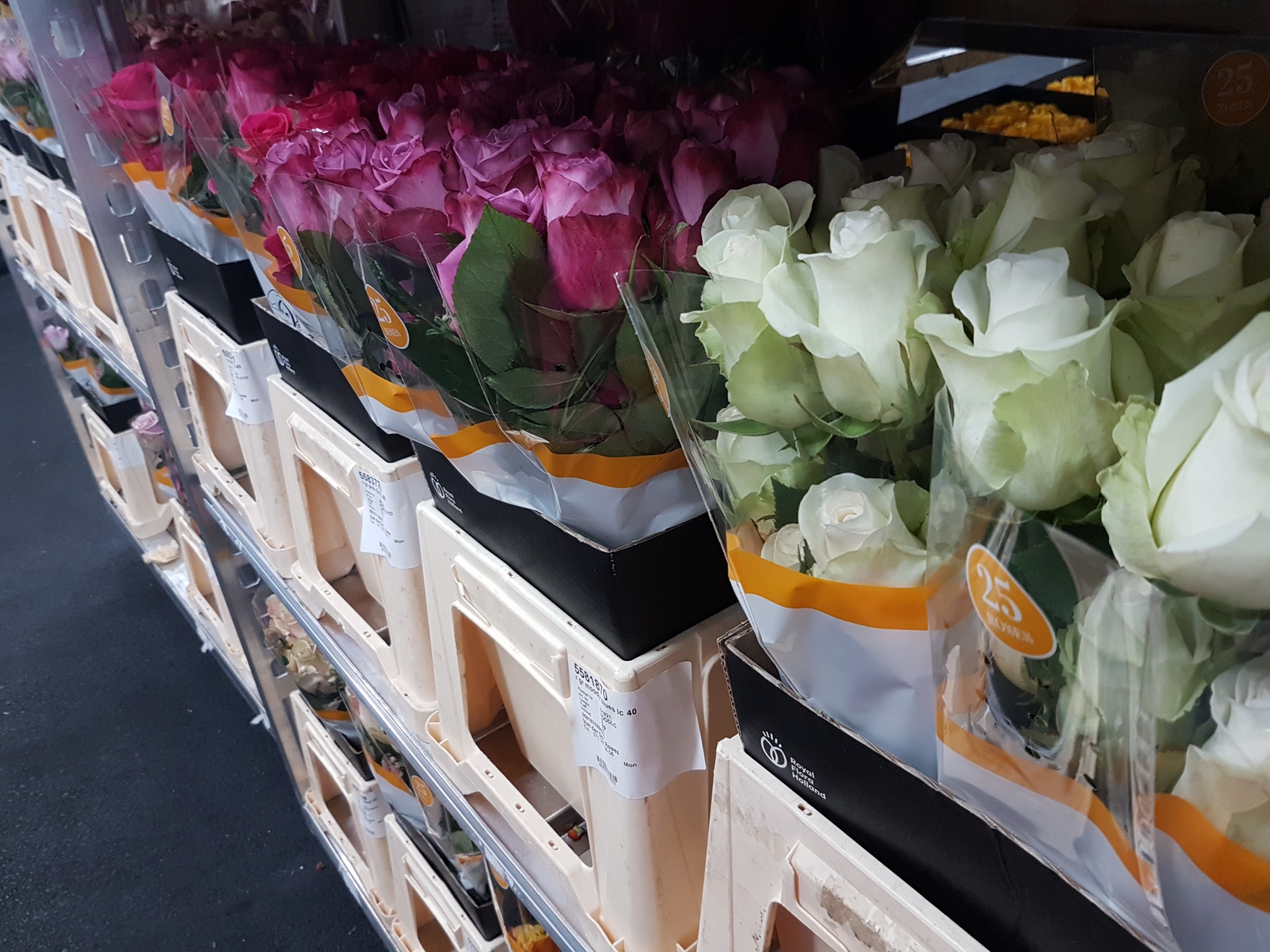 van der deijl roses assortiment ecuador rozen