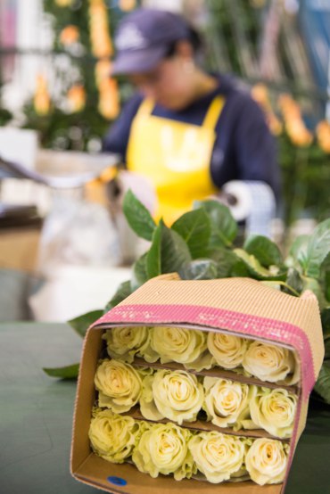 Roos; de koningin van de bloemen