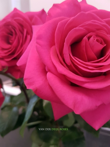 Roze is voor meisjes!