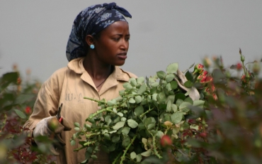 Tijdelijk geen Ethiopië rozen 