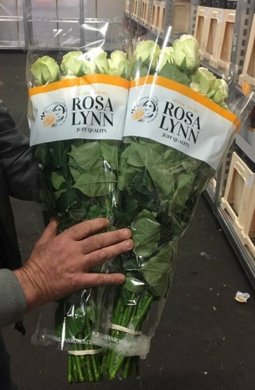 Rosalynn: beeldschone roos