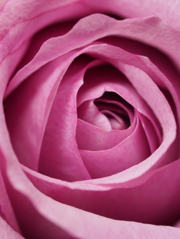 Romantische rozenpunch