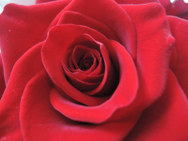 Vday: It's all about roses