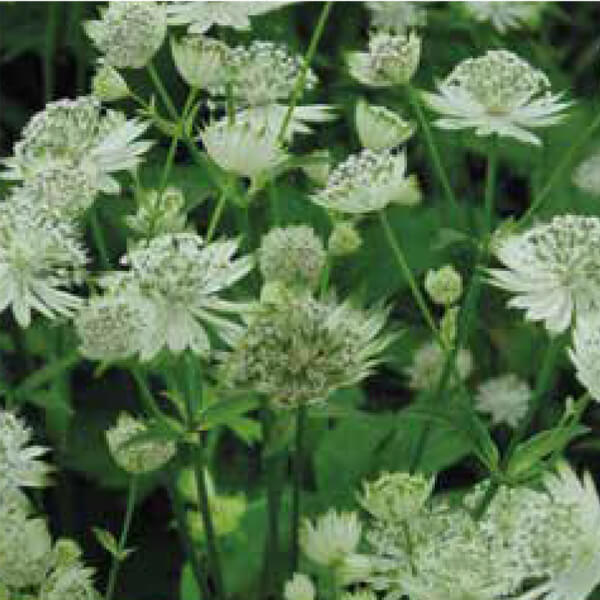 Astrantia Flower