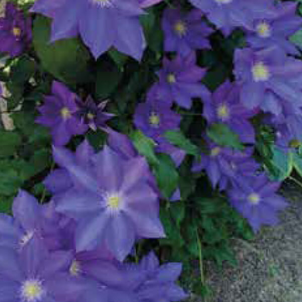 Clematis