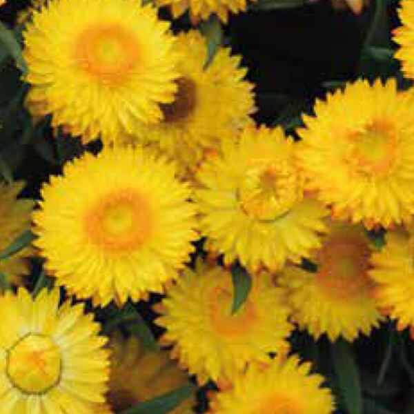 Helichrysum