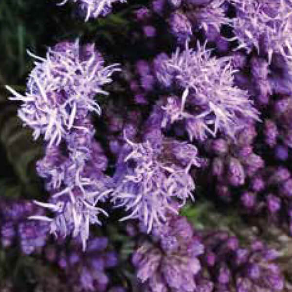 Liatris