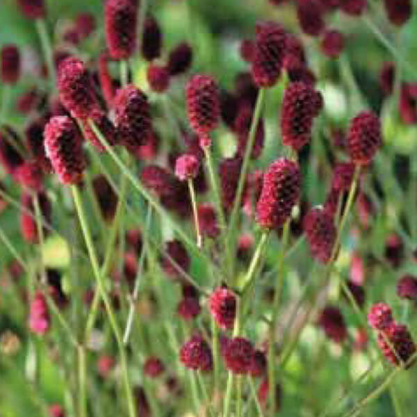 Sanguisorba