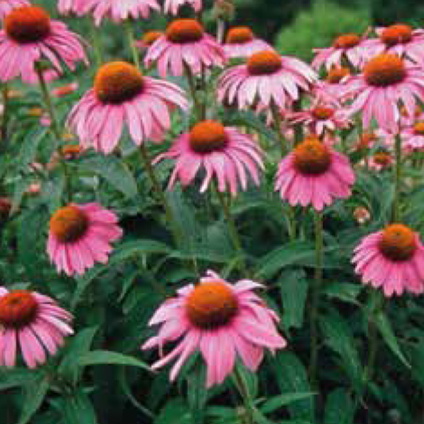 Echinacea